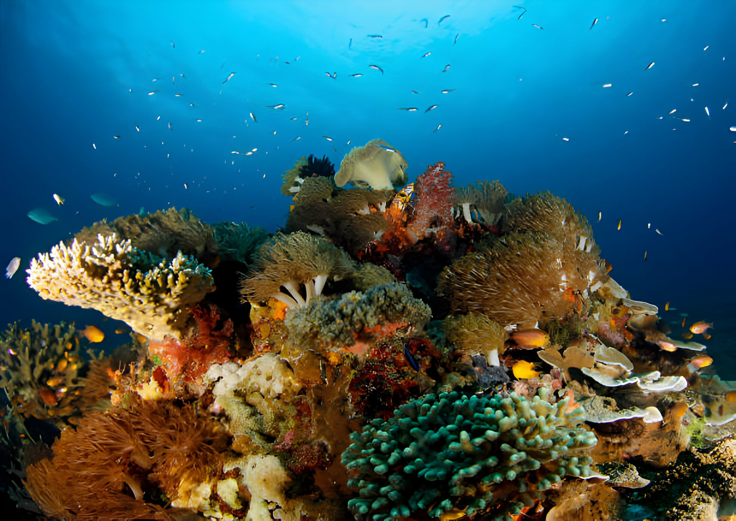 What is Ocean Sound and Underwater Noise Pollution - La Galigo Liveaboard