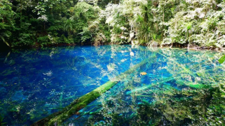 Exploring the Hidden Gem of Raja Ampat: Kali Biru - The Blue Crystal Clear River - La Galigo Liveaboard