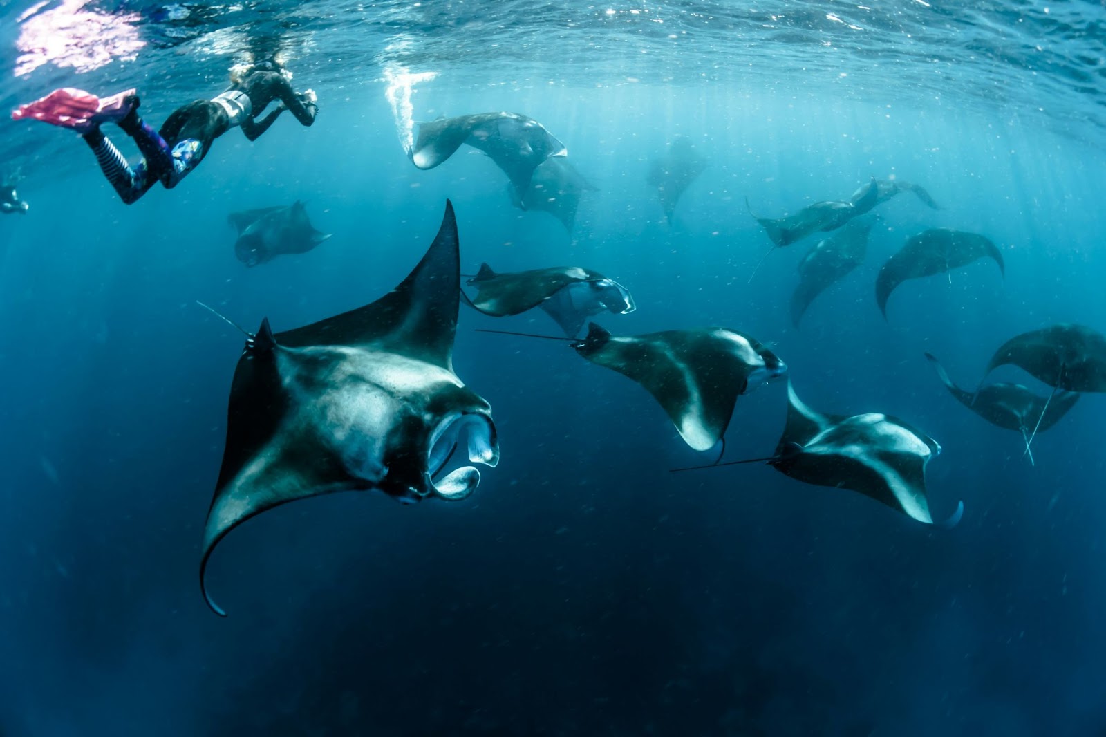 Name on your own Manta - La Galigo Liveaboard