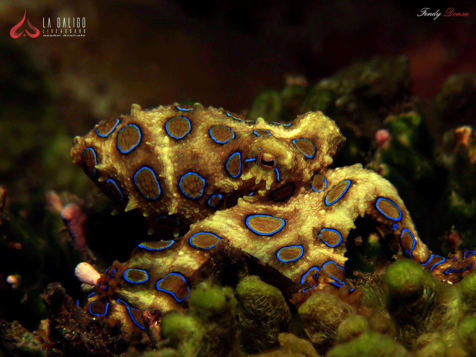 Blue-Ringed Octopus Indonesia - La Galigo Liveaboard