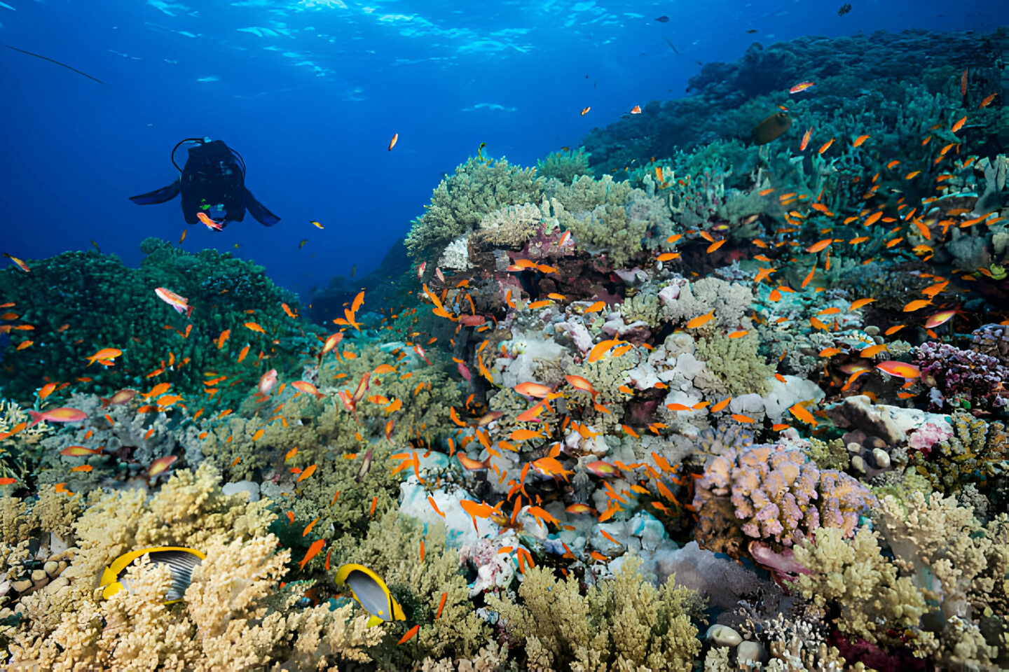 Coral Etiquette 101 - Reefs Are Not Rocks to Stand on 10 Coral Etiquette 101 - Reefs Are Not Rocks to Stand on - La Galigo Liveaboard