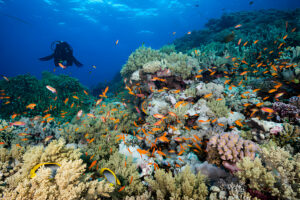 Coral Etiquette 101 - Reefs Are Not Rocks to Stand on - La Galigo Liveaboard