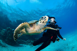 Diving and Snorkeling with Turtles - a Sustainable Approach - La Galigo Liveaboard