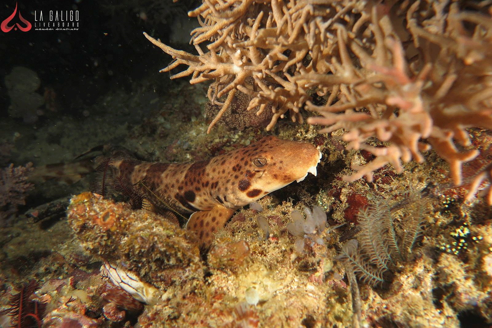 Epaulette Sharks Indonesia - La Galigo Liveaboard