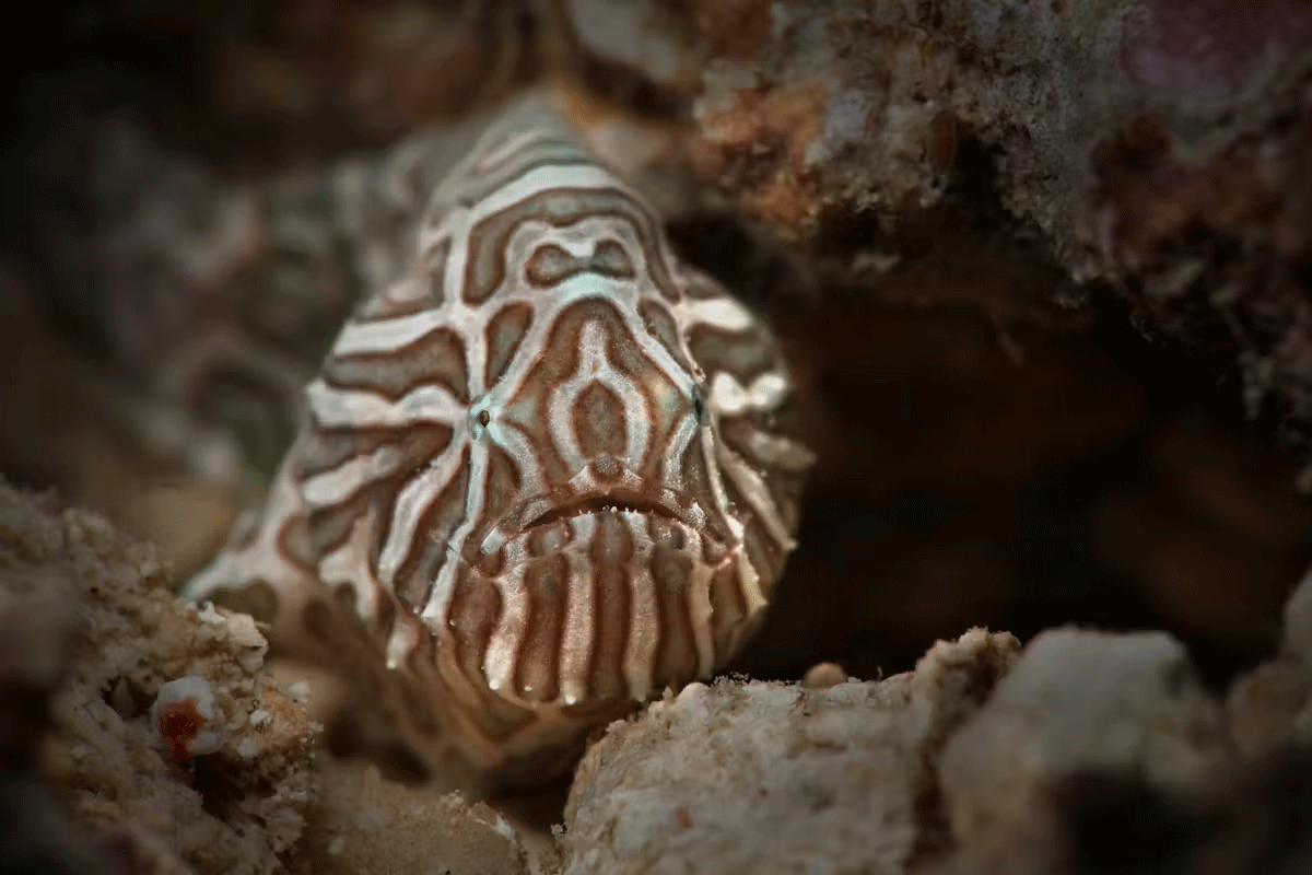 Psychedelic Frogfish - La Galigo Liveaboard