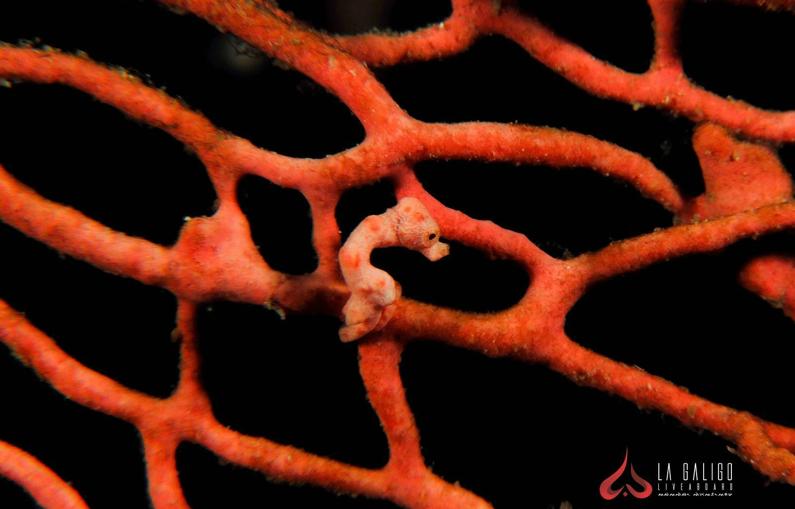 Pygmy Seahorses - La Galigo Liveaboard