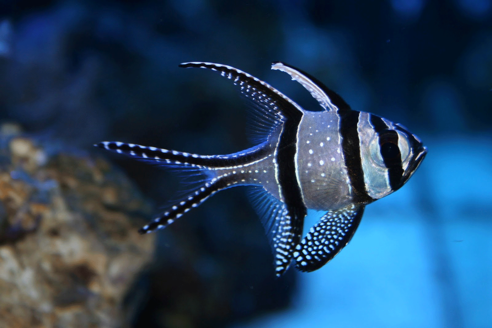 Banggai Cardinal Fish Indonesia - La Galigo Liveaboard