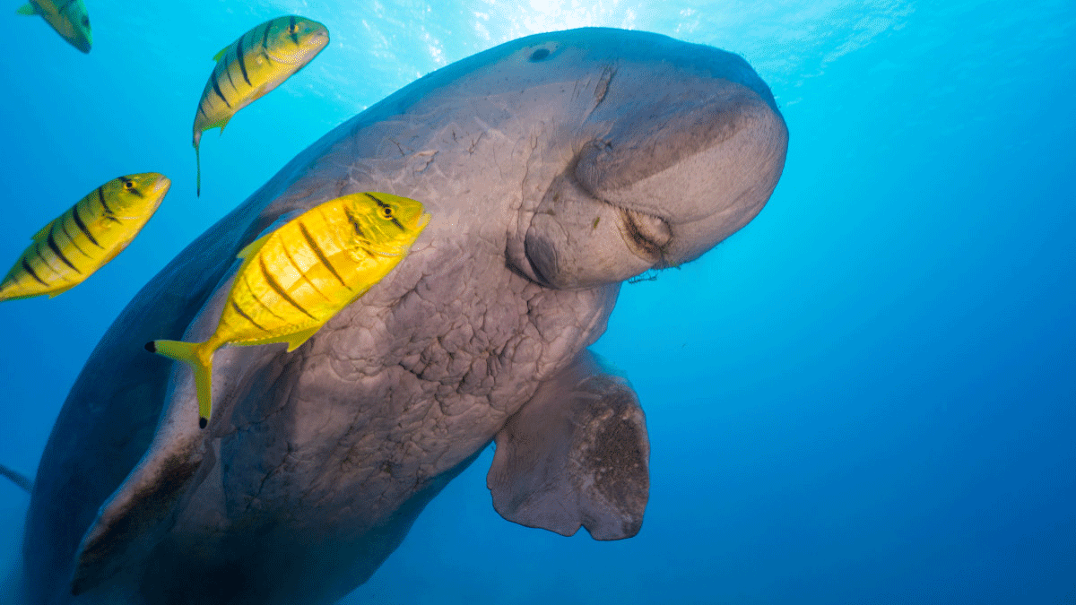 Dugongs Indonesia - La Galigo Liveaboard