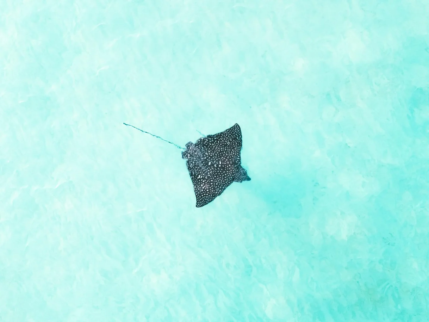 9 Species to Spot While Diving in Komodo Island 5 eagle ray
