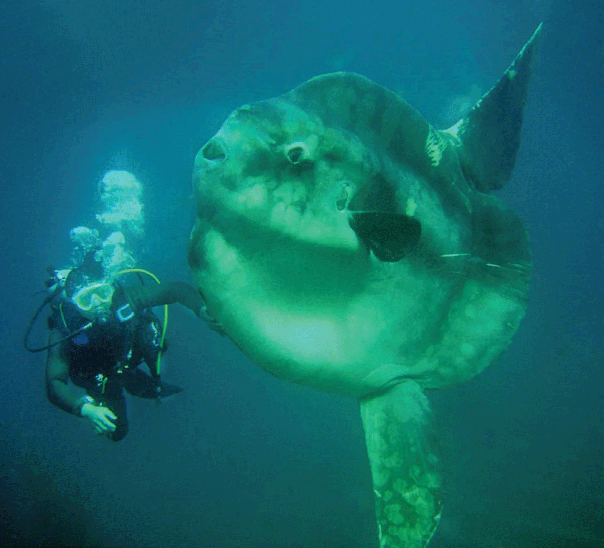 Mola Mola Indonesia - La Galigo Liveaboard