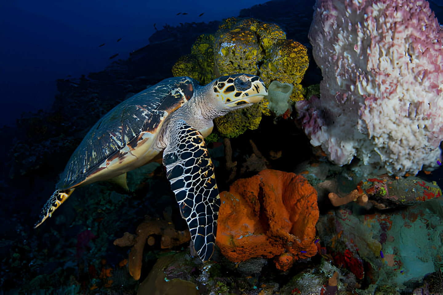 Night Diving, What we should know and what to Prepare - La Galigo Liveaboard