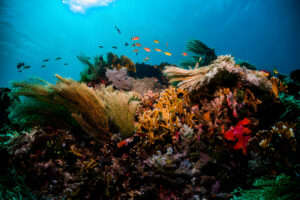 Ocean Plants - La Galigo Liveaboard