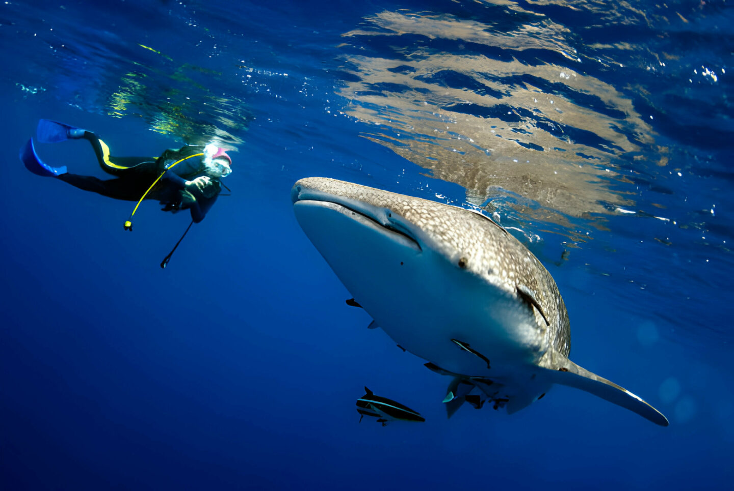 7 Species of Sharks You Should Get to Know 12 7 Species of Sharks You Should Get to Know - La Galigo Liveaboard