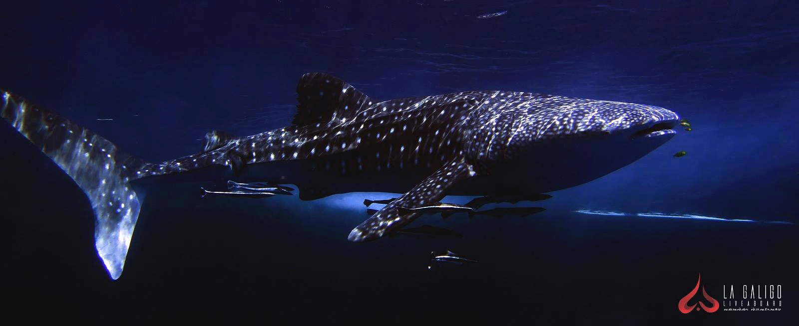 Whale Shark Indonesia - La Galigo Liveaboard