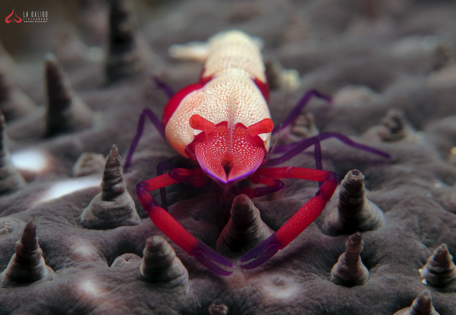 Crustaceans Underwater of Komodo National Park - La Galigo Liveaboard