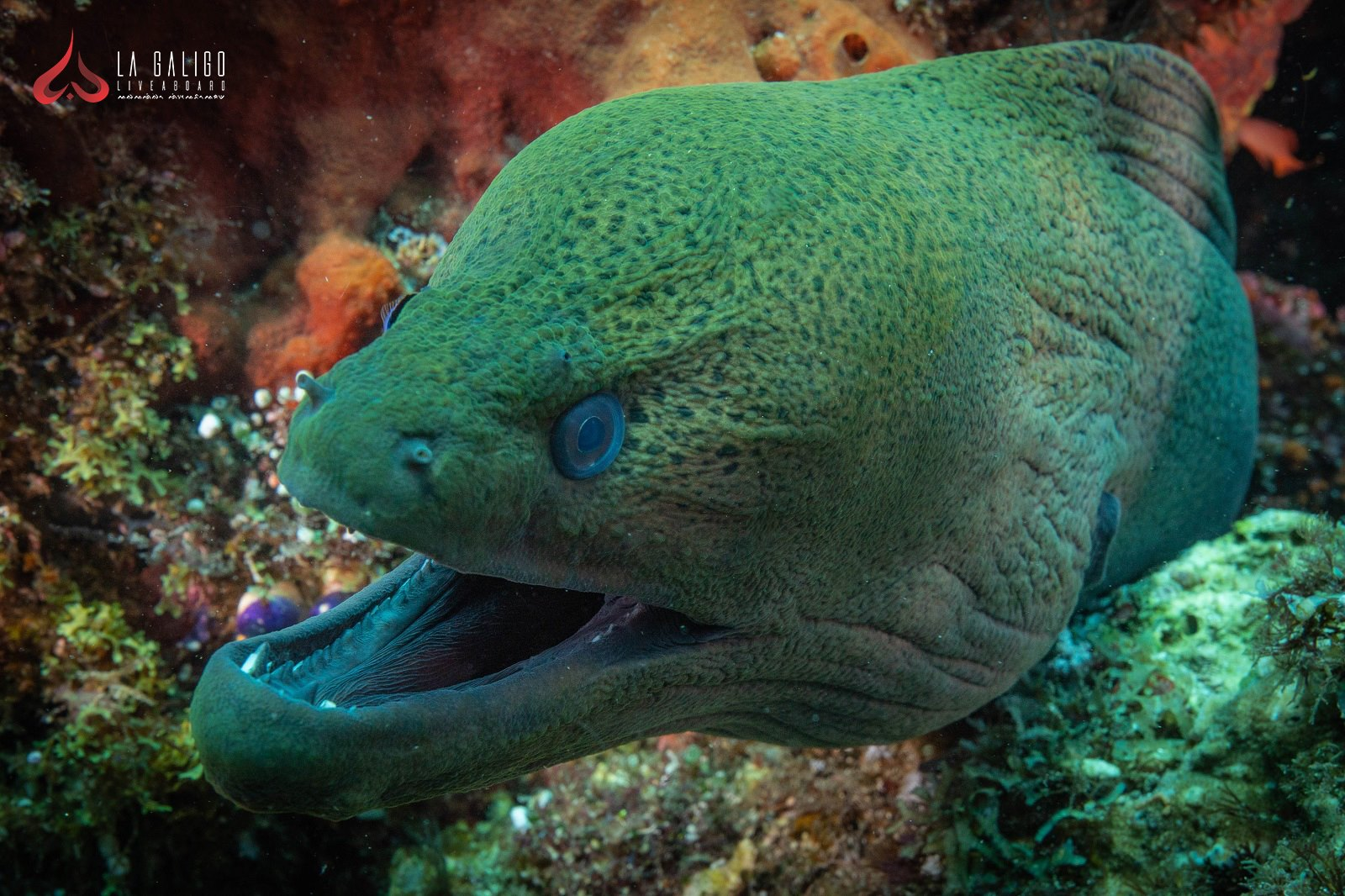 Moray Eels Underwater Komodo National Park - La Galigo Liveaboard