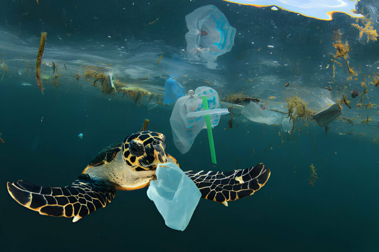 Ocean Pollution - 10 Dirty Facts - La Galigo Liveaboard