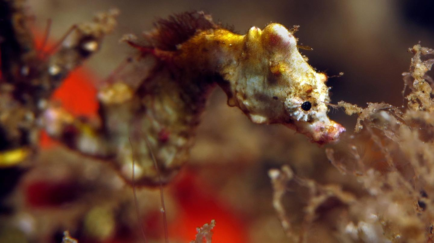 Pygmy Seahorses Underwater Komodo National Park - La Galigo Liveaboard