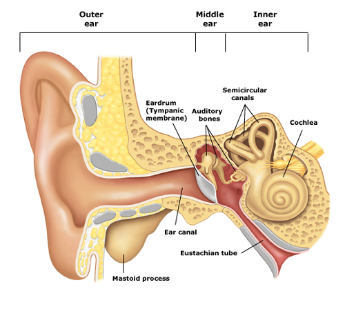 What is Ear Barotrauma? - La Galigo Liveaboard