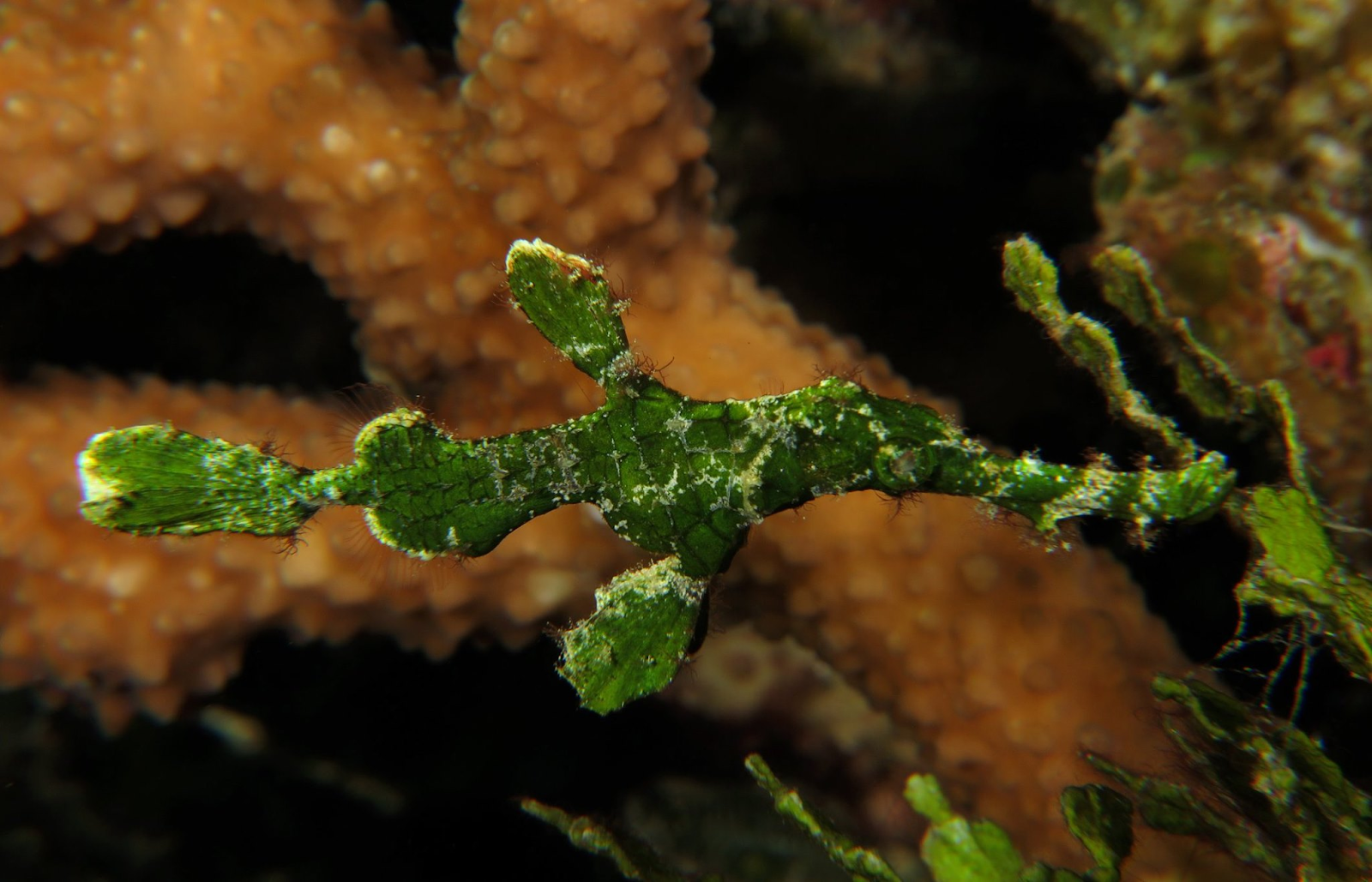 Ghost Pipefish Underwater Komodo National Park - La Galigo Liveaboard