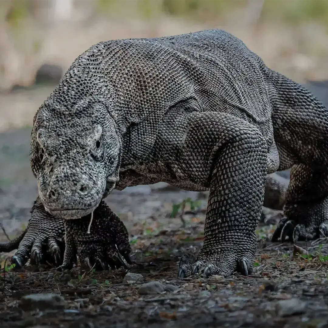 From Labuan Bajo to Komodo Island, How Do You Get to Komodo Diving? 5 how to get to komodo diving