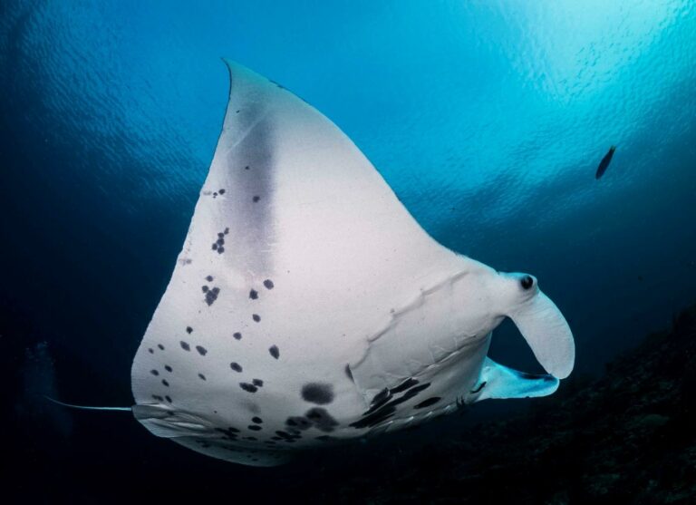 Manta Rays in Komodo and Raja Ampat - La Galigo Liveaboard