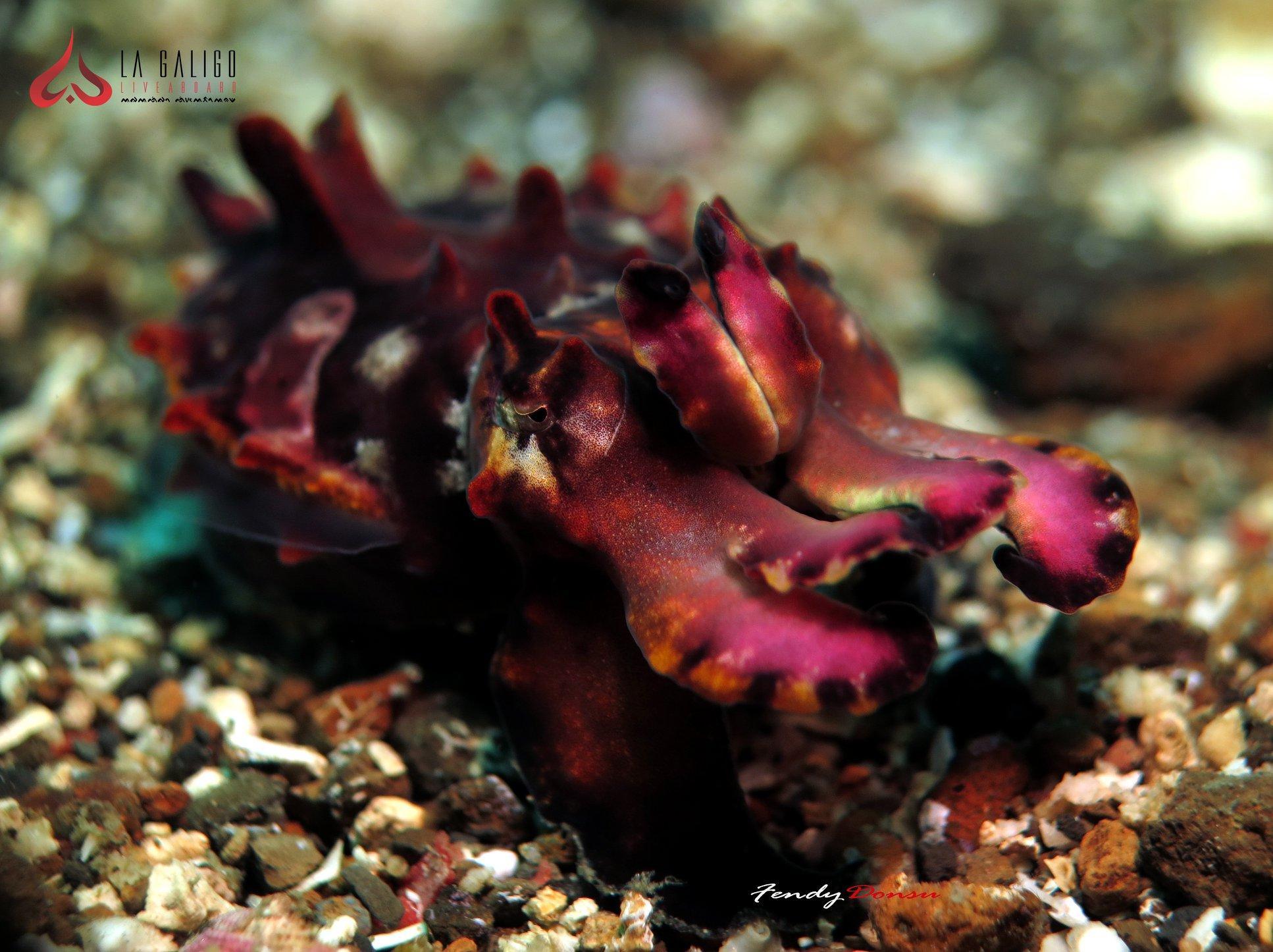 sea creature capture on la galigo liveaboard trip