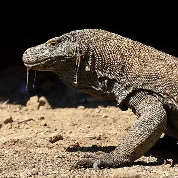 komodo dragon on komodo island