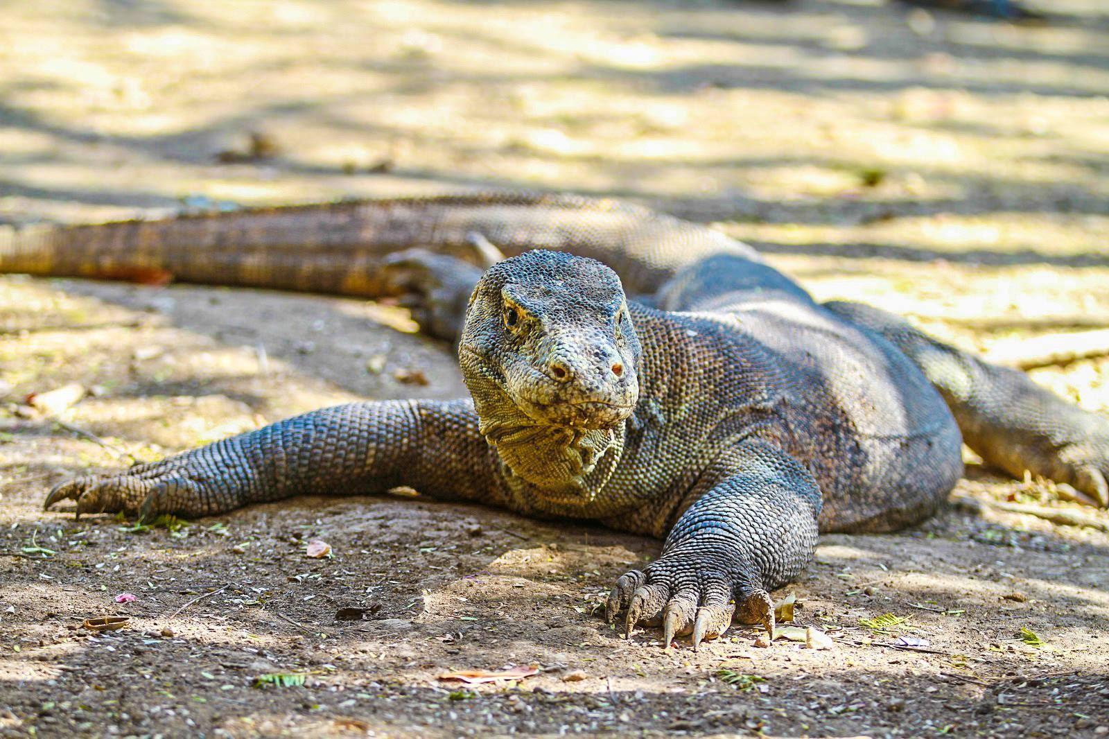 komodo dragon on komodo island