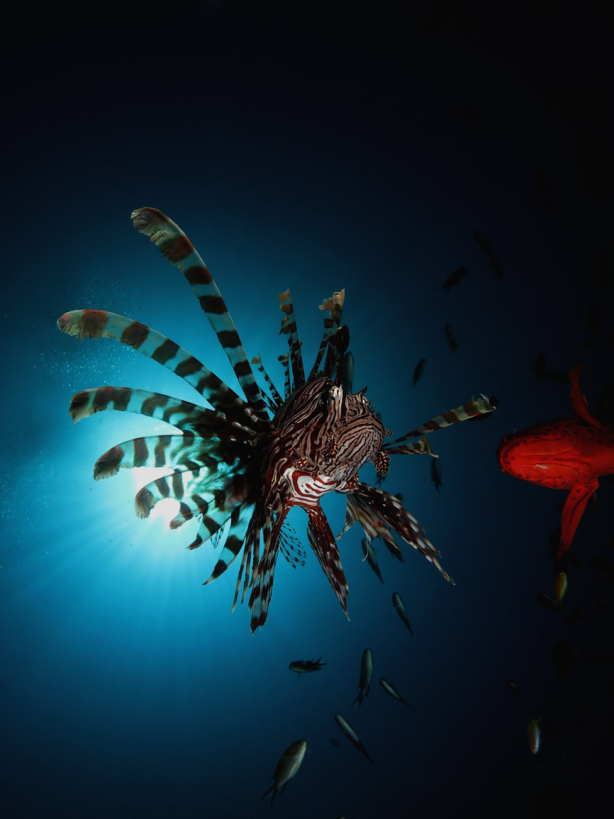 Lion Fish at Underwater Komodo National Park - La Galigo Liveaboard