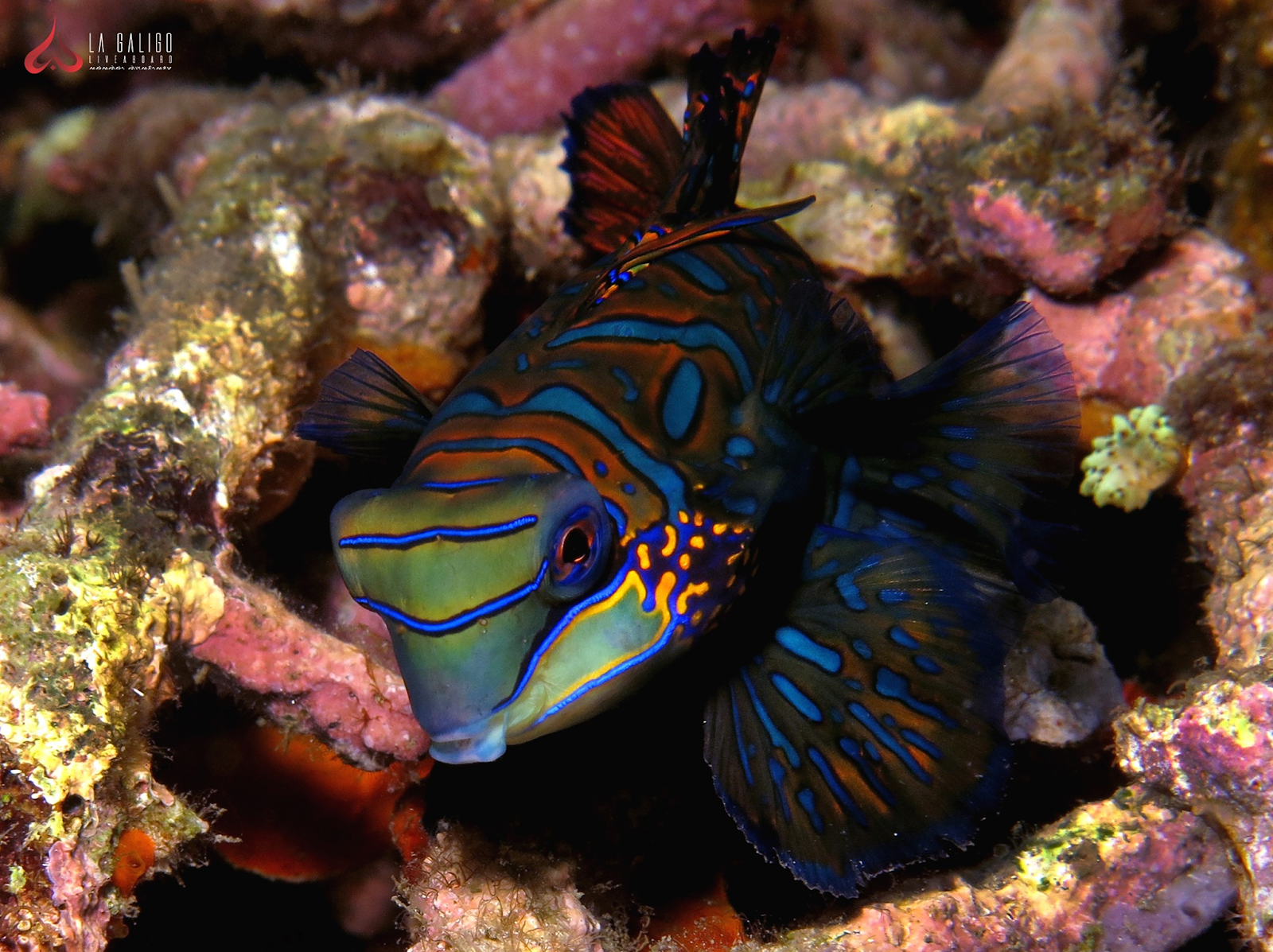 Mandarin Fish ot The Undewater Komodo National Park - La Galigo Liveaboard