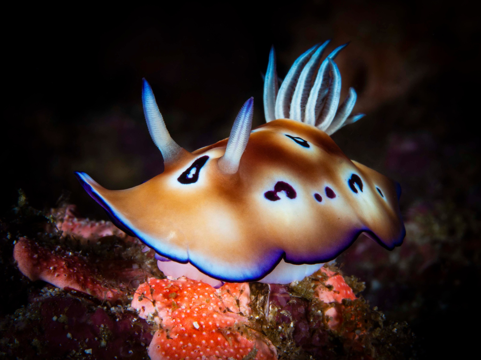 Nudibranch in Underwater Komodo National Park - La Galigo Liveaboard