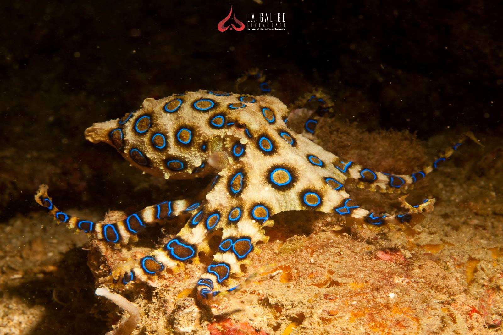 Night Diving to See Octopus in Komodo National Park - La Galigo Liveaboard