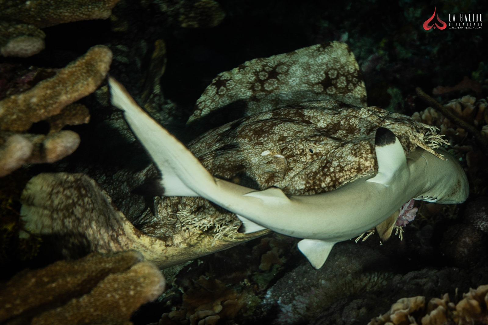 Reef Shark Night Dive Komodo National Park - La Galigo Liveaboard