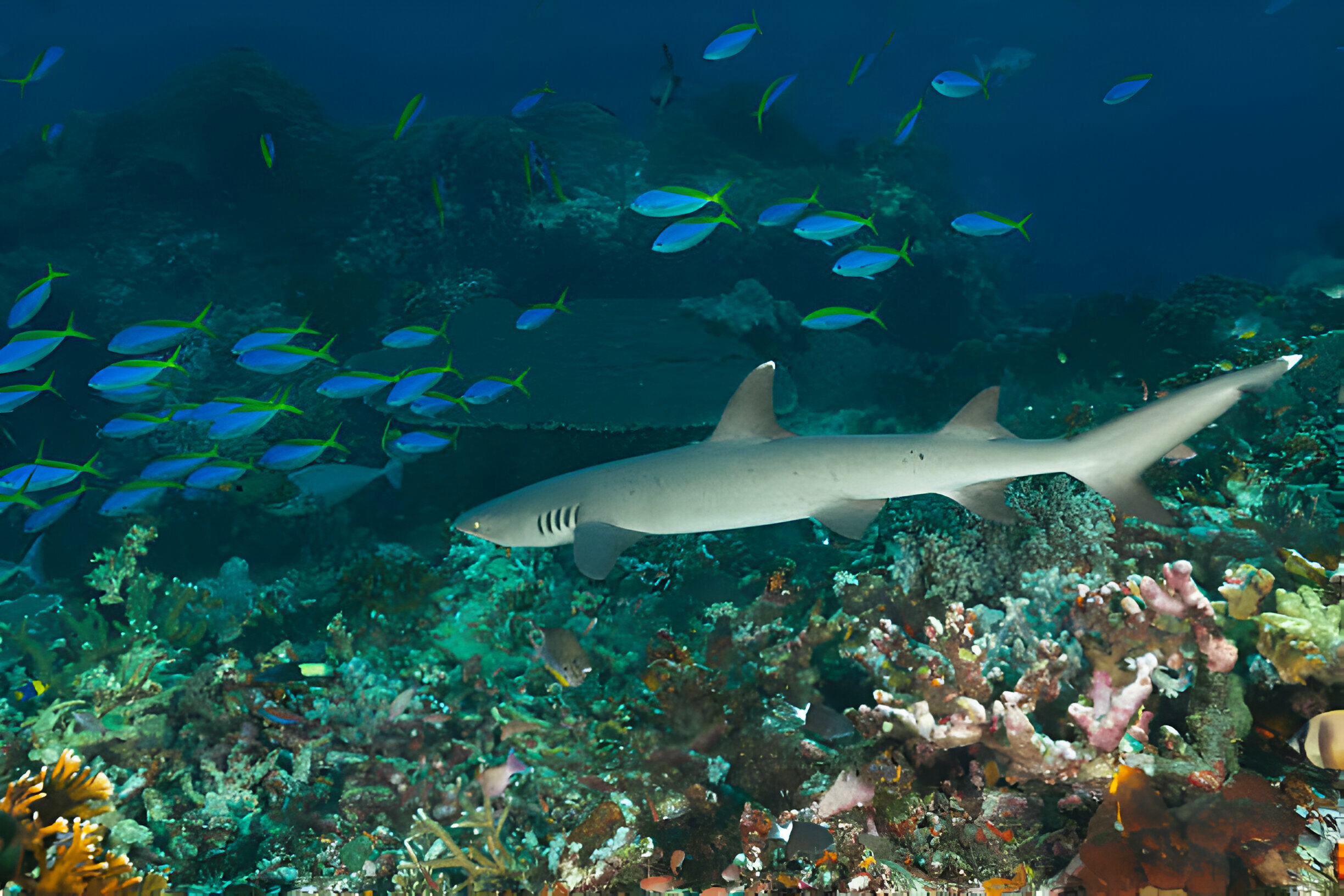 The Underwater World of the Komodo National Park - Part 3 Night Creatures - La Galigo Liveaboard