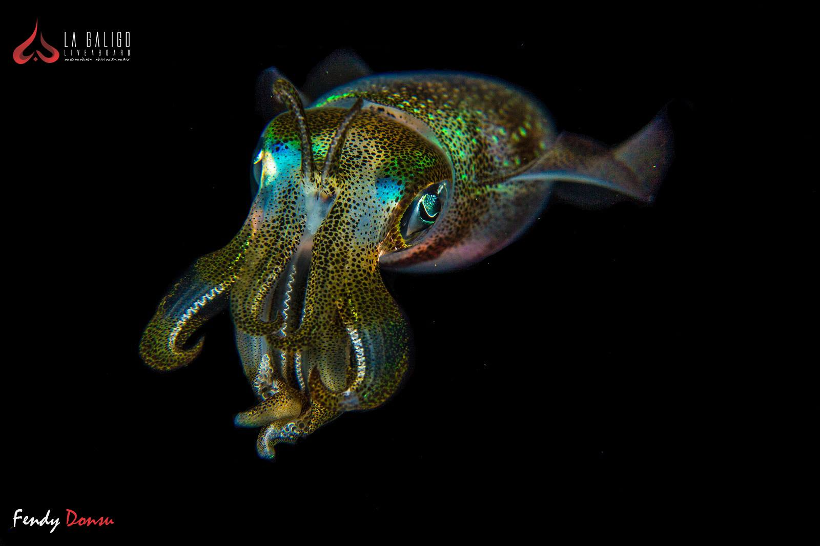 Squid Underwater Komodo - La Galigo Liveaboard