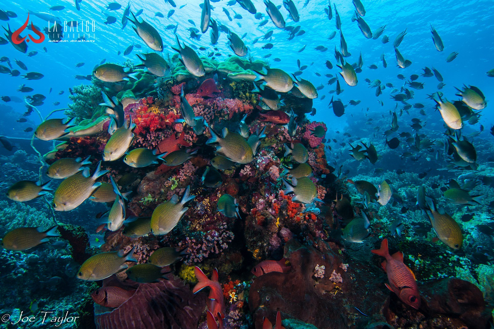 Tropical Fish of The Underwater Komodo National Park - La Galigo Liveaboard