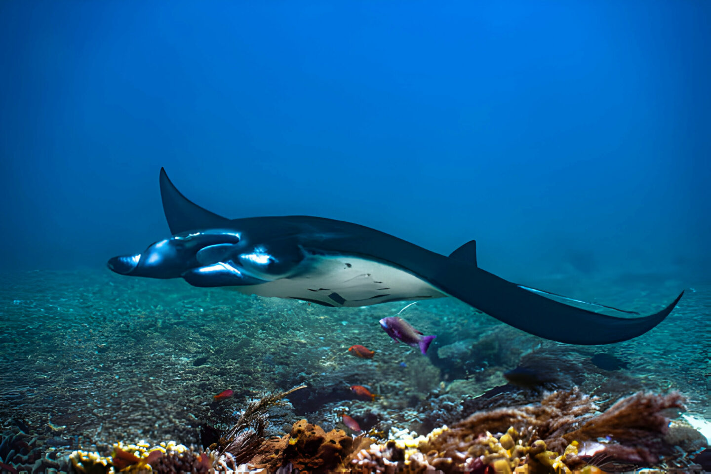 The Underwater World of the Komodo National Park - Part 1 Big Creatures 1 The Underwater World of the Komodo National Park - Part 1 Big Creatures - La Galigo Liveaboard