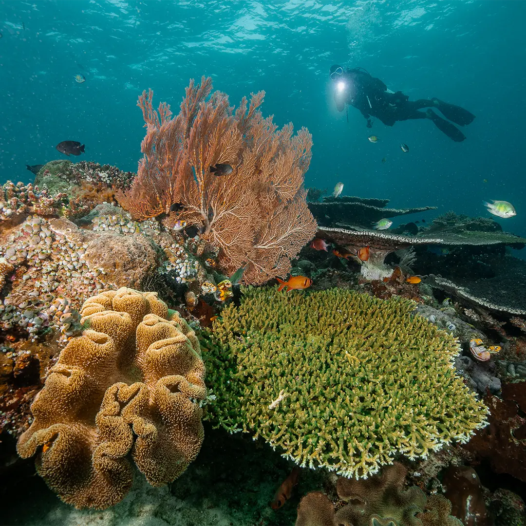Top 8 Diving Destinations in Indonesia You Can’t Miss (2025 Guide) 2 indonesia best diving spot mobile