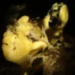 Another frogfish scaled 2