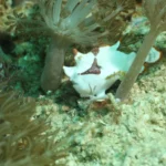 Antennarius maculatus scaled 2