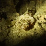 Branded Toadfish scaled 2