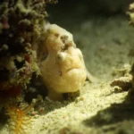 Frogfish scaled 1