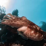 Giant Cuttlefish in Mawan dive site komodo national park scaled 1