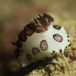 Jorunna Funebris scaled 1