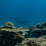 Manta Rays in Mawan dive site Komodo National Park scaled 1