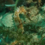 Spiny Seahorse scaled 1