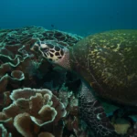 Turtle KarangMakassar scaled 1