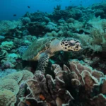 Turtle in Karang Makassar scaled 1