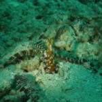 Wunderpus Photogenicus scaled 2